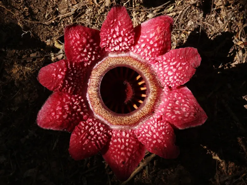 Khao Sok National Park