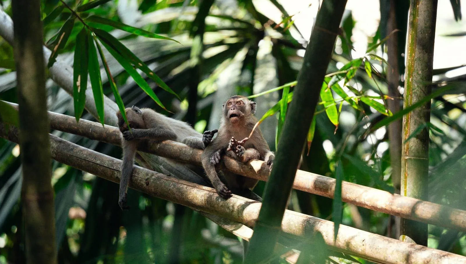 Jungle Adventure – Walk Into the Wild