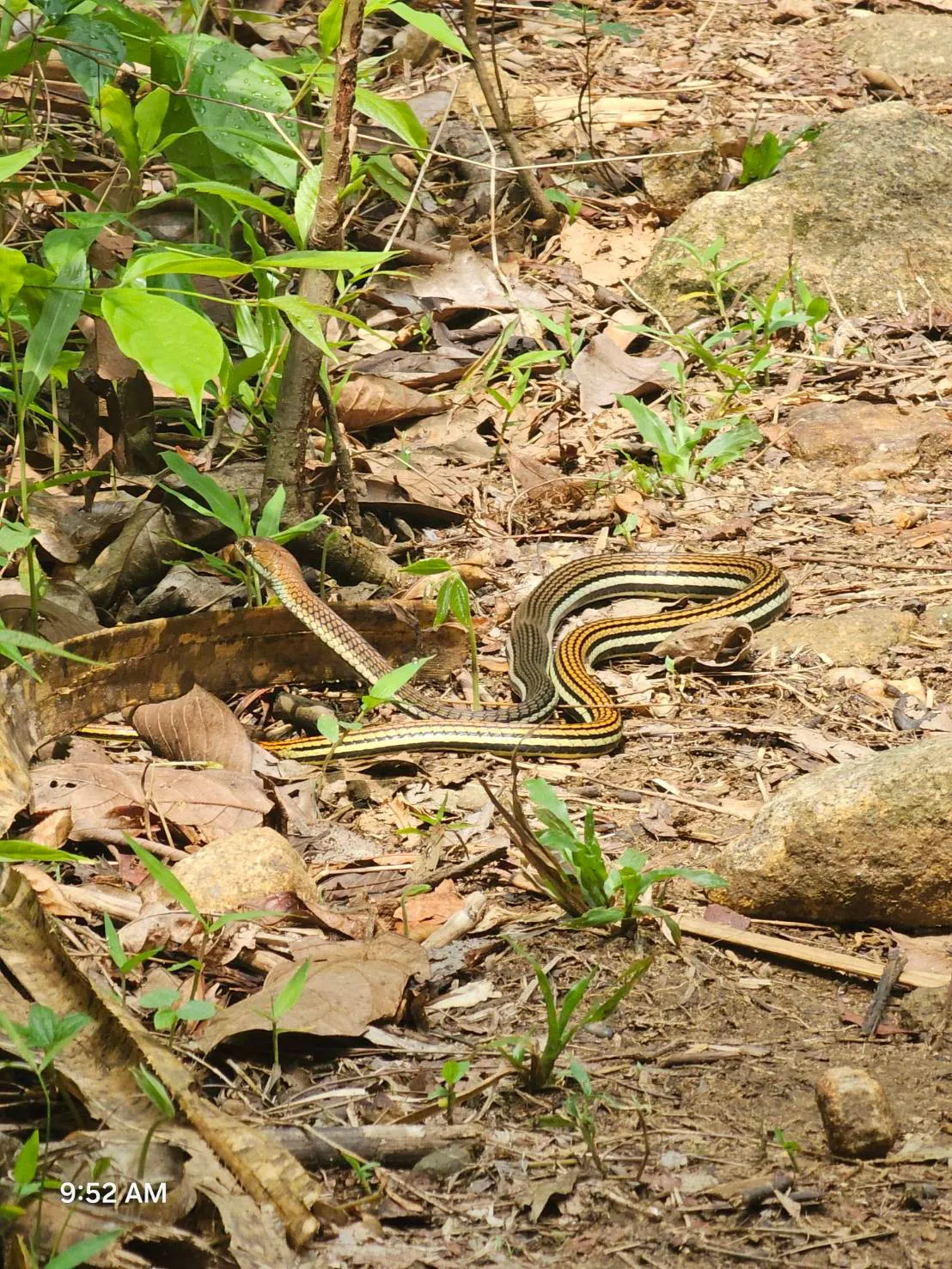 Jungle Adventure – Walk Into the Wild