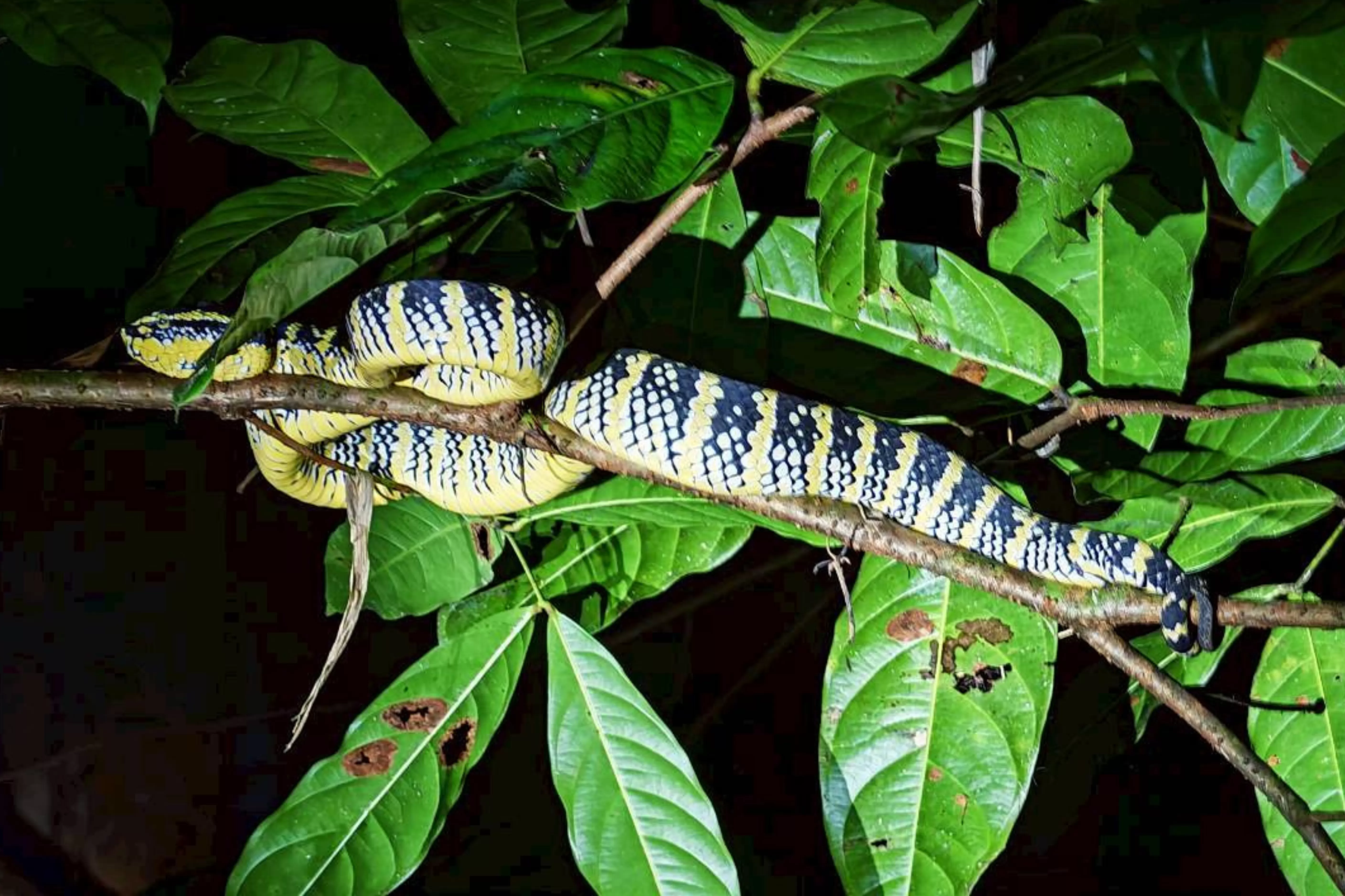 Jungle Adventure – Walk Into the Wild