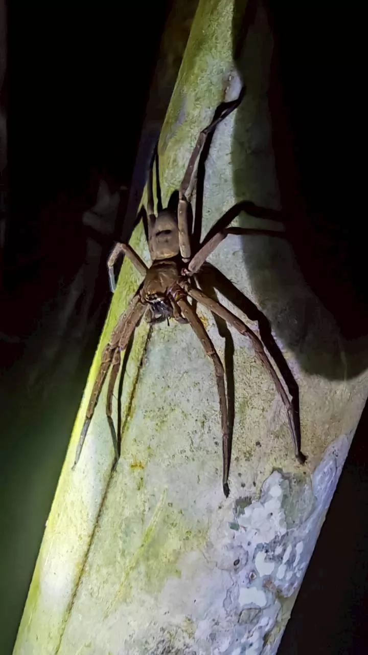 Jungle Adventure – Walk Into the Wild