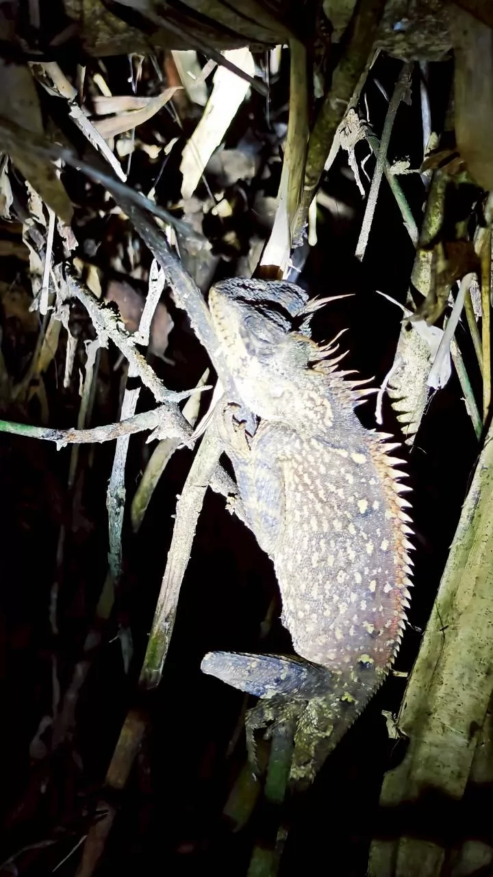 Jungle Adventure – Walk Into the Wild