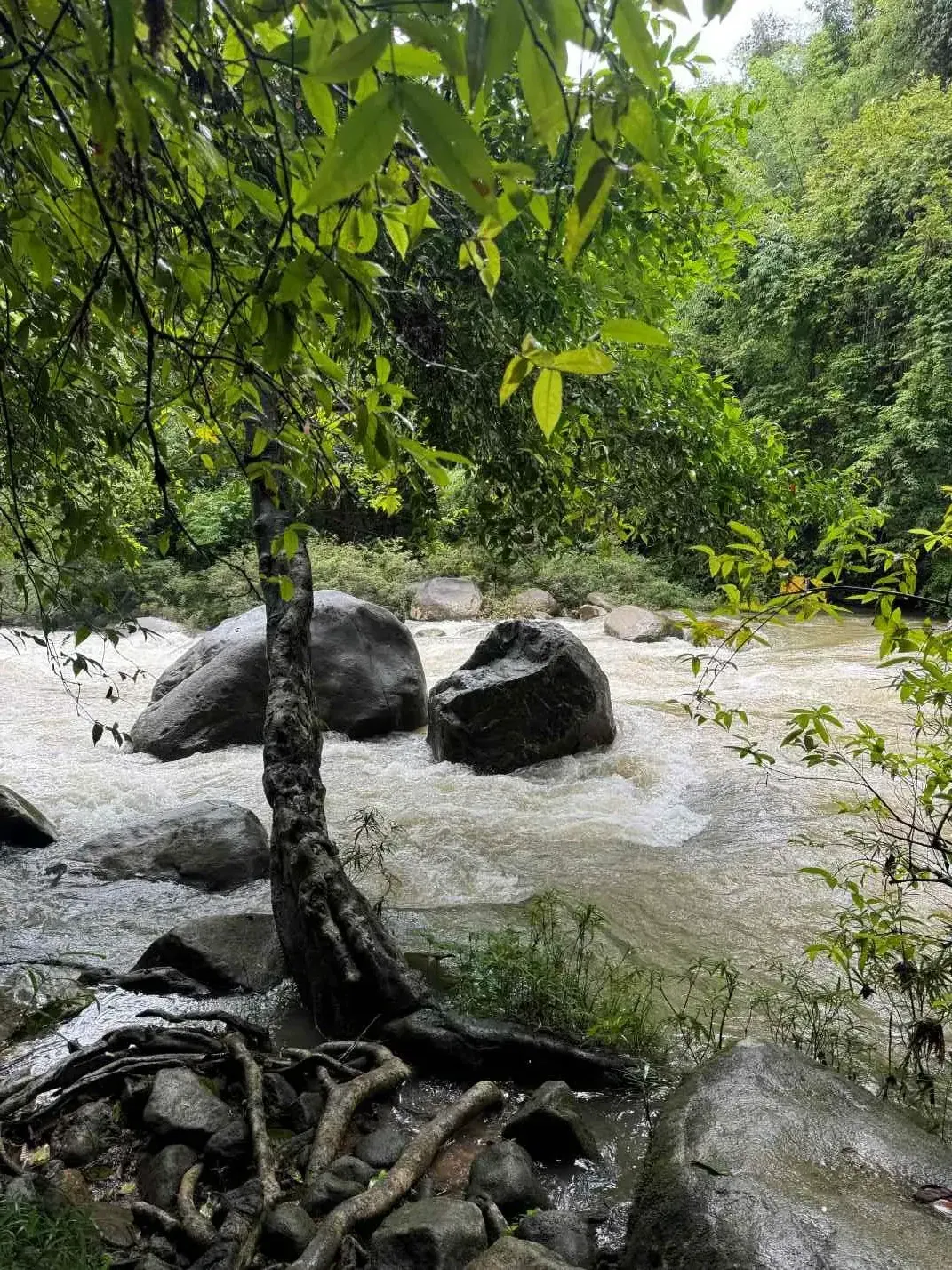 Jungle Adventure – Walk Into the Wild